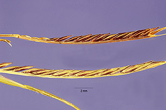 <i>Eragrostis trichocolea</i> Hack. & Arechav. var. floridana (Hitchc.) Witherspoon