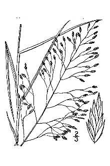<i>Eragrostis pilifera</i> Scheele
