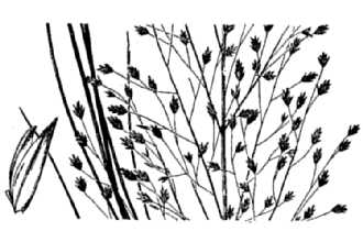 <i>Eragrostis trichodes</i> (Nutt.) Alph. Wood var. pilifera (Scheele) Fernald