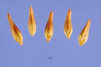 Sulphur-flower Buckwheat