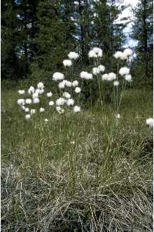Tussock Cottongrass