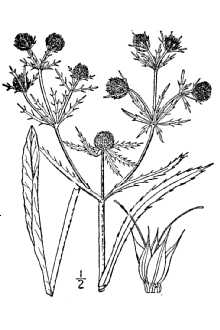 <i>Eryngium virginianum</i> Lam.