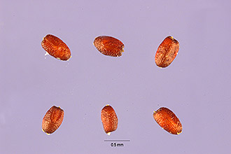 <i>Eragrostis virescens</i> J. Presl