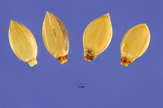 <i>Paspalum villosum</i> Thunb.