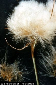 Tawny Cottongrass
