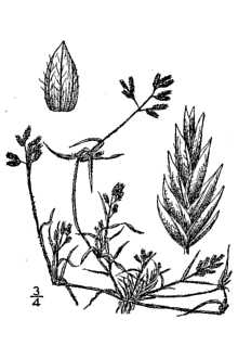 <i>Eragrostis reptans</i> (Michx.) Nees