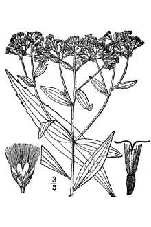 <i>Eupatorium saltuense</i> Fernald, non Agertina altissima (L.) R.M. King & H. Rob.