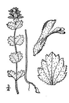 <i>Euphrasia arctica</i> Lange ex Rostr. ssp. borealis (Townsend) Yeo