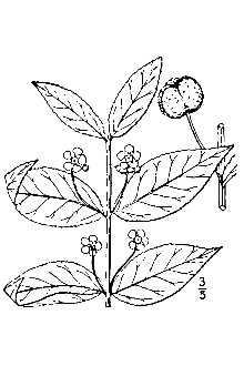 <i>Euonymus americana</i> L., orth. var.