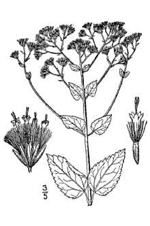 <i>Eupatorium latidens</i> Small
