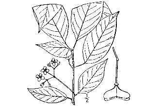 <i>Euonymus atropurpurea</i> Jacq., orth. var.