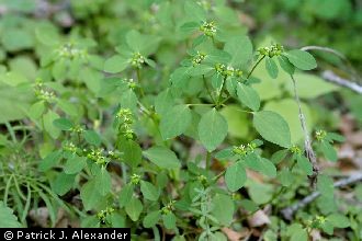 Forked Spurge