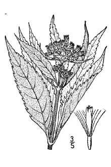 <i>Eupatoriadelphus maculatus</i> (L.) R.M. King & H. Rob. var. bruneri (A. Gray) R.M. King & H. R