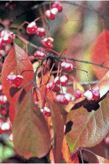 Winterberry Euonymus
