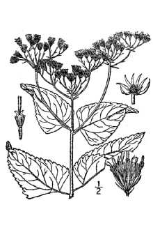 <i>Eupatorium coelestinum</i> L.