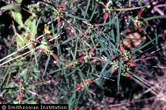 <i>Euphorbia heterophylla</i> L. var. barbellata (Engelm.) Holz.