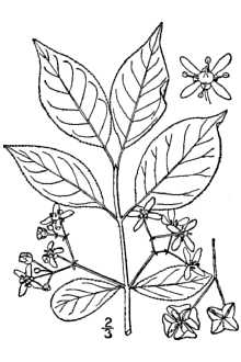 <i>Euonymus europaea</i> L., orth. var.