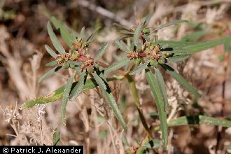 <i>Euphorbia exstipulata</i> Engelm. var. lata Warnock & M.C. Johnst.