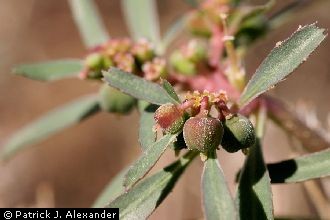 <i>Euphorbia exstipulata</i> Engelm. var. exstipulata