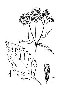 <i>Eupatoriadelphus fistulosus</i> (Barratt) R.M. King & H. Rob.