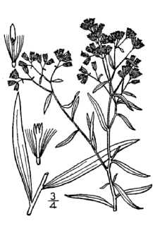 <i>Euthamia graminifolia</i> (L.) Nutt. var. major (Michx.) Moldenke