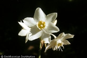 <i>Eucharis grandiflora</i> auct. non Planch. & Linden