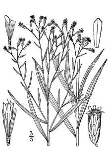 <i>Solidago graminifolia</i> (L.) Salisb. var. media (Greene) S.K. Harris