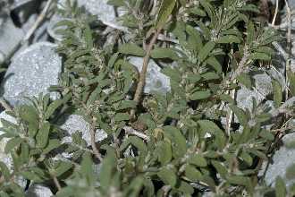 <i>Euphorbia humistrata</i> Engelm. ex A. Gray