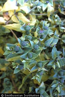 <i>Euphorbia lathyrus</i> L., orth. var.