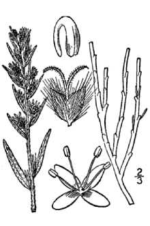 <i>Ceratoides lanata</i> (Pursh) J.T. Howell var. subspinosa (Rydb.) J.T. Howell