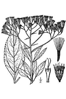 <i>Eupatoriadelphus maculatus</i> (L.) R.M. King & H. Rob. var. maculatus