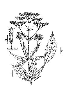 <i>Eupatorium maculatum</i> L. var. maculatum
