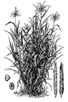 <i>Zea mays</i> L. ssp. mexicana (Schrad.) Iltis