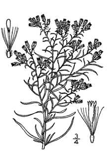 <i>Euthamia tenuifolia</i> (Pursh) Nutt. var. tenuifolia
