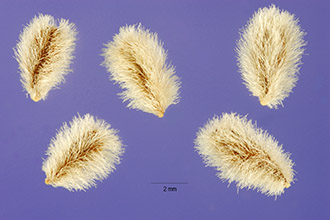<i>Euryops subcarnosus</i> DC. ssp. vulgaris B. Nord