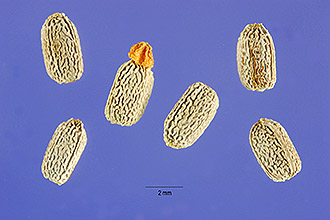 <i>Tithymalus myrsinites</i> (L.) Hill