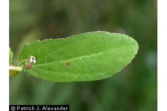 <i>Euphorbia maculata</i> auct. non L.