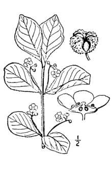<i>Euonymus obovata</i> Nutt., orth. var.