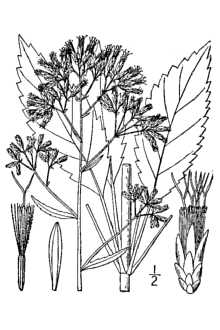 <i>Eupatorium purpureum</i> L.