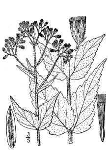 <i>Eupatorium rotundifolium</i> L. ssp. ovatum (Bigelow) J.D. Montgom. & Fairbrothers p.p.
