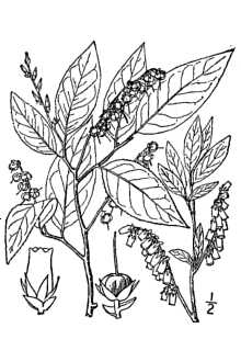 <i>Eubotrys racemosa</i> (L.) Nutt. var. elongata (Small) Fernald, orth. var.
