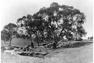 <i>Eucalyptus camaldulensis</i> Dehnh. var. obtusa Blakely