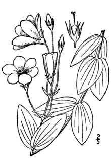 <i>Eustoma russellianum</i> (Hook.) G. Don