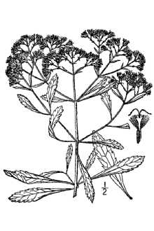 <i>Eupatorium cuneifolium</i> Willd. var. semiserratum (DC.) Fernald & Grisc.