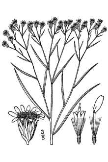 <i>Euthamia tenuifolia</i> (Pursh) Nutt. var. tenuifolia