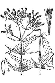 <i>Eupatorium lecheifolium</i> Greene