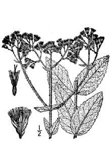 <i>Eupatorium verbenifolium</i> Reichard