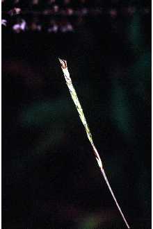 <i>Eulalia viminea</i> (Trin.) Kuntze