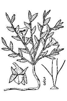 <i>Evolvulus argenteus</i> Pursh, non R. Br., nom. illeg.