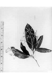 <i>Melicocca paniculata</i> Juss.